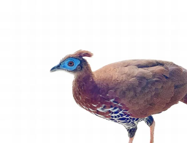 Una Fotografía Pájaro Con Una Cabeza Azul Cuerpo Marrón Hay —  Fotos de Stock