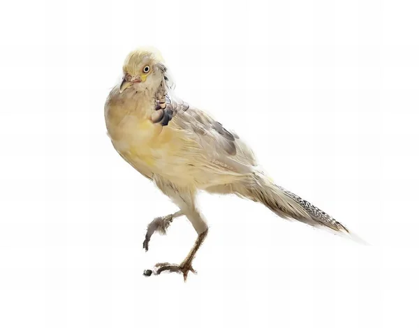 Фотографія Птаха Білою Головою Жовтим Дзьобом Птах Який Стоїть Білій — стокове фото