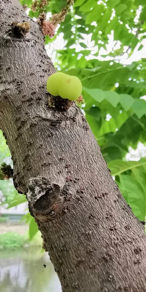 Μια Φωτογραφία Ενός Πράσινου Μήλου Κολλημένου Ένα Κλαδί Δέντρου Υπάρχει — Φωτογραφία Αρχείου