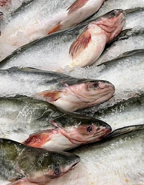 Een Foto Van Een Stel Vissen Die Een Stapel Ijs — Stockfoto