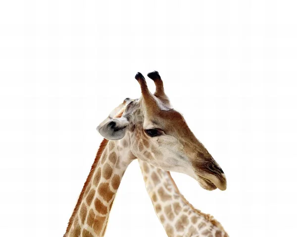 一张两张长颈鹿站在一起的照片 有两张长颈鹿站在一个白色的背景上 — 图库照片
