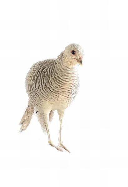 Uma Fotografia Pássaro Sobre Uma Superfície Branca Pássaro Que Está — Fotografia de Stock