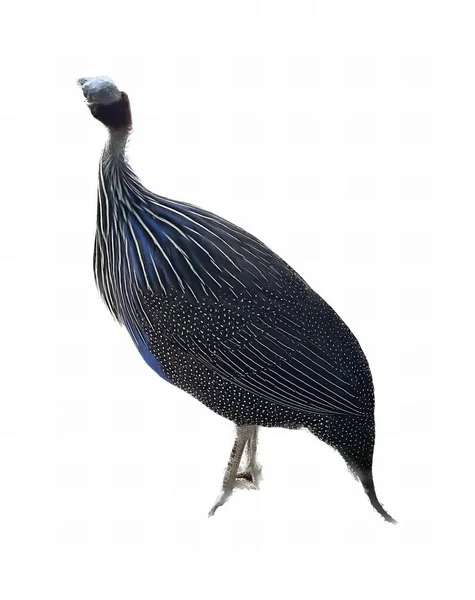 Uma Fotografia Pássaro Com Uma Cauda Azul Preta Sobre Uma — Fotografia de Stock