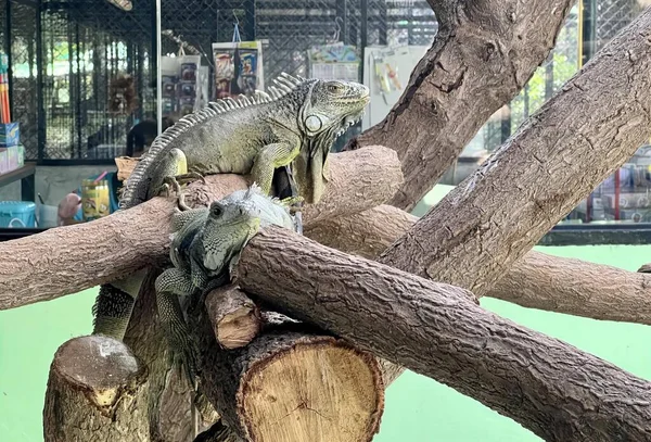動物園の枝に座っているトカゲの写真動物園の枝に座っているトカゲが2つあります — ストック写真
