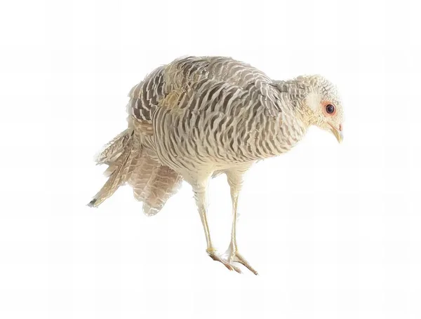 Photography Bird Long Neck Long Legs Bird Standing White Surface — Stock Photo, Image