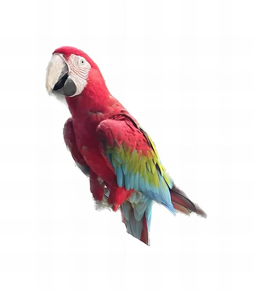 Beyaz Arka Planı Olan Bir Dalda Oturan Bir Papağanın Fotoğrafı — Stok fotoğraf