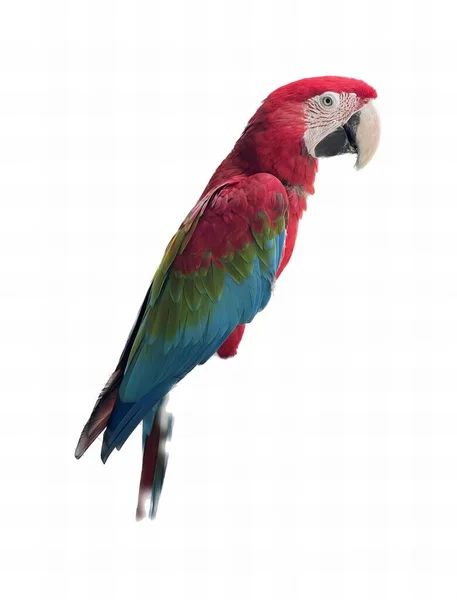 Uma Fotografia Papagaio Sentado Ramo Contra Fundo Branco Papagaio Empoleirado — Fotografia de Stock