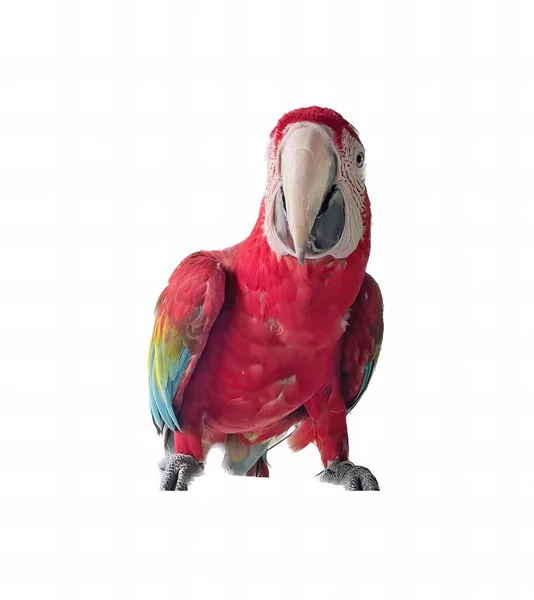 Uma Fotografia Papagaio Vermelho Com Bico Amarelo Bico Azul Verde — Fotografia de Stock