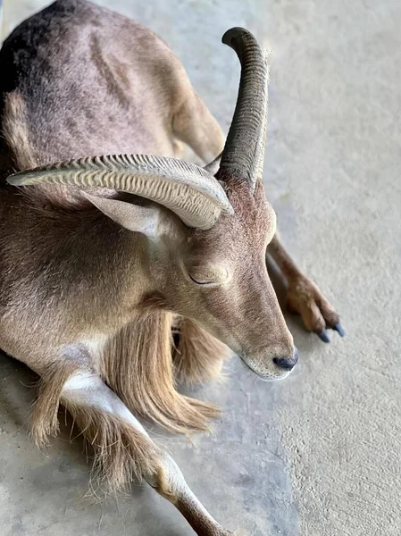 Yere Uzanmış Uzun Boynuzlu Bir Keçinin Fotoğrafı Yerde Yatan Bir — Stok fotoğraf