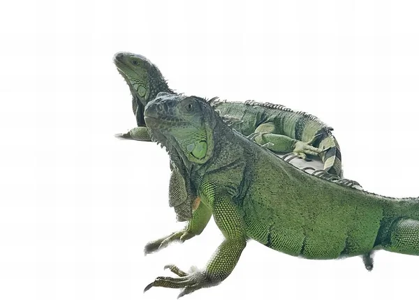 ⬇ Скачать Картинки Scale Reptile, Стоковые Фото Scale Reptile В.