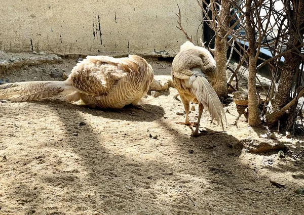 Ein Foto Von Ein Paar Schafen Die Nebeneinander Stehen Gibt — Stockfoto