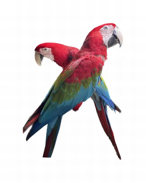 Uma Fotografia Dois Papagaios Estão Lado Outro Dois Papagaios Que — Fotografia de Stock