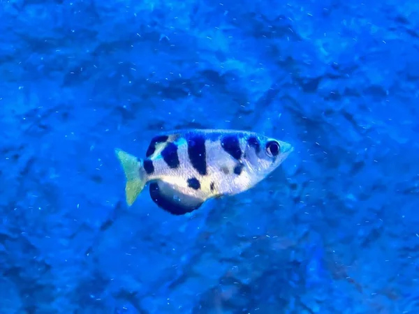 青い水の中で泳ぐ魚の写真水の中で泳いでいる魚がいます — ストック写真
