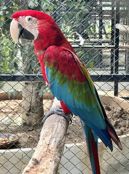 Fotografia Papugi Siedzącej Gałęzi Klatce Papugi Siedzącej Gałęzi Klatce — Zdjęcie stockowe