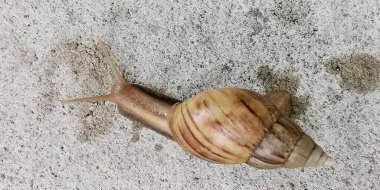 Beton yüzeyde sürünen bir salyangozun fotoğrafı. Kabuğu kısmen kaplanmış yerde sürünen bir salyangoz..