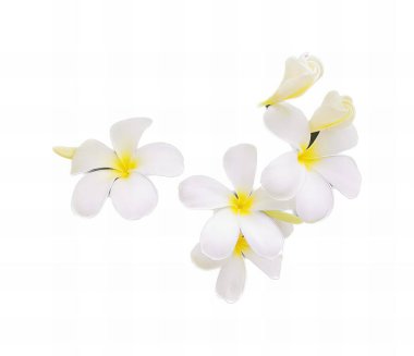 Beyaz bir yüzeyde bir demet beyaz çiçeğin fotoğrafı, beyaz bir yüzeyde üç beyaz çiçek var..