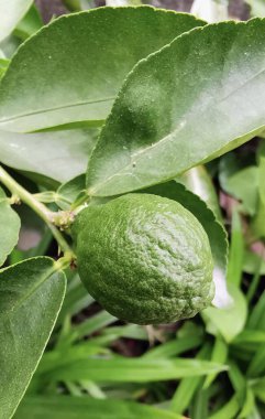 Ağaç dalından sarkan yeşil bir limonun fotoğrafı. Ağaç dalında yeşil bir meyve var..