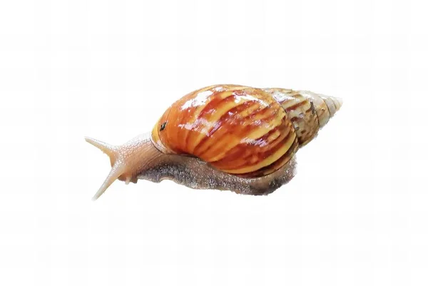 一只蜗牛的照片 它的背上有一个贝壳 有一只蜗牛坐在白色的表面上 — 图库照片