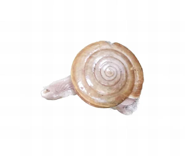 一只蜗牛壳在白色背景上的照片 一只蜗牛坐在岩石上 — 图库照片