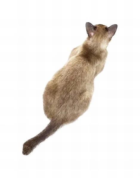 Fotografie Kočky Letící Vzduchem Nataženým Ocasem Kočka Která Letí Vzduchem — Stock fotografie