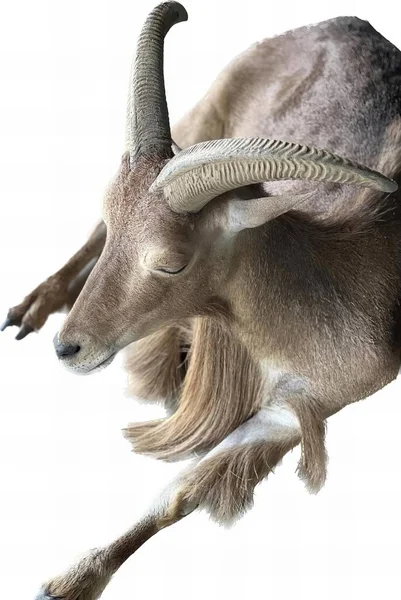 Фотография Козы Длинными Рогами Длинным Хвостом Воздухе Прыгает Коза — стоковое фото
