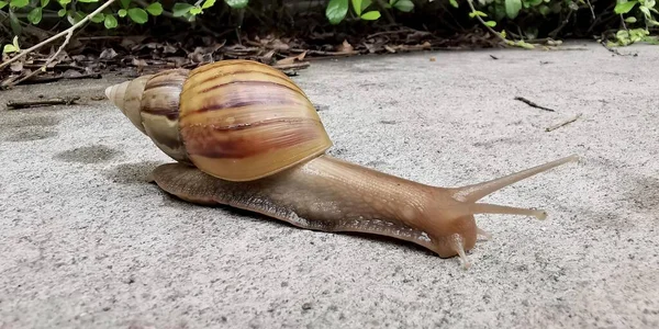在灌木丛前的人行道上爬行的蜗牛的照片 有一只蜗牛坐在地上 — 图库照片