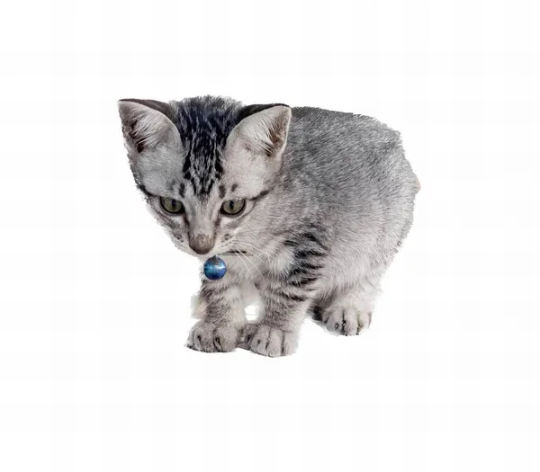Eine Fotografie Eines Kätzchens Das Mit Einem Spielzeug Auf Einer — Stockfoto