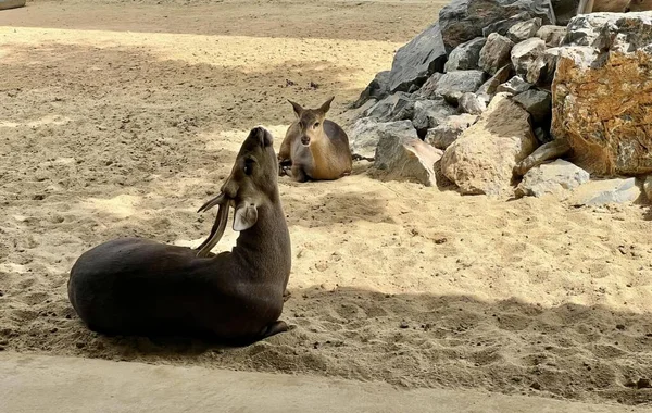 Una Fotografia Due Animali Sdraiati Sulla Sabbia Uno Zoo Sono — Foto Stock