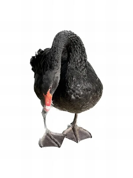 頭を下げてくちばしを開けた黒い白鳥の写真頭を下げて脚に黒い白鳥が立っています — ストック写真