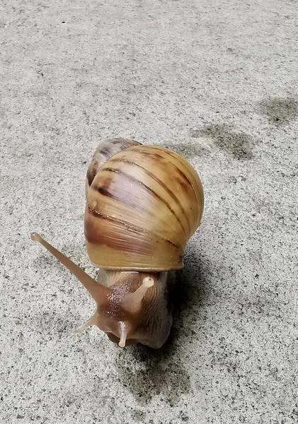 一只蜗牛爬在地上 背上有壳的照片 有一只蜗牛坐在地上 — 图库照片