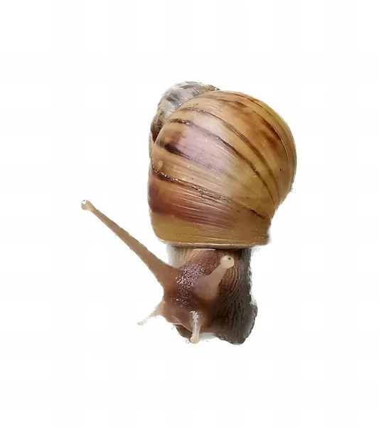 蜗牛背上有壳子 背上有壳子 尾巴很长的照片 — 图库照片