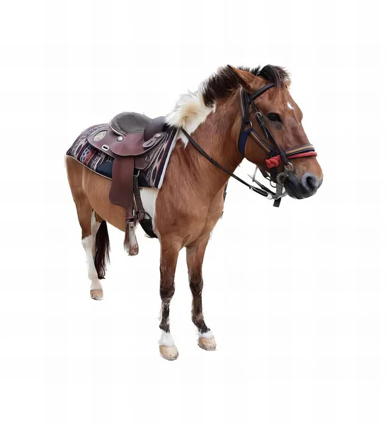 a photography of a horse with a saddle on it\'s back, there is a horse with a saddle standing on a white background.