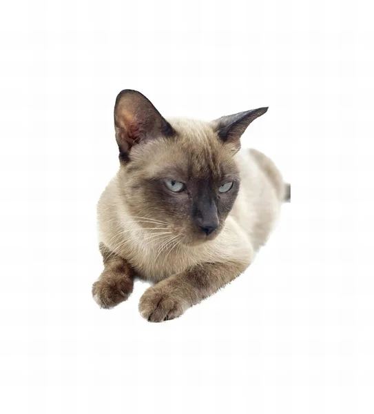 Photography Siamese Cat Laying White Surface Cat Laying Ground — Stock Photo, Image