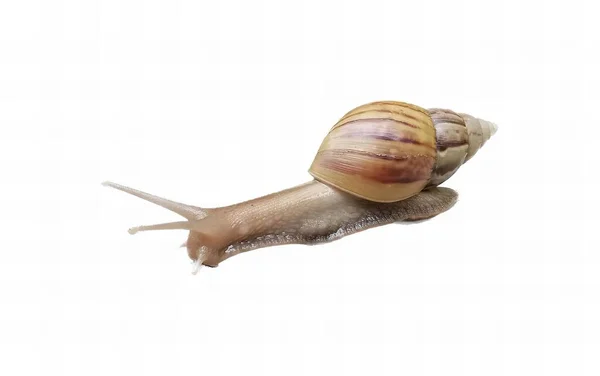 在白色的表面上爬行的蜗牛的照片 在白色的表面上有一只蜗牛 — 图库照片