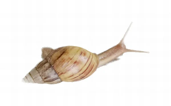 一只长着长长的尾巴和贝壳的蜗牛的照片 有一只蜗牛正坐在白色的表面上 — 图库照片