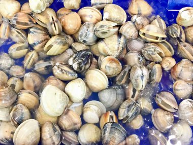 Mavi bir kabın içindeki istiridyelerin fotoğrafı, plastik kapaklı mavi bir kabın içindeki istiridyeler..