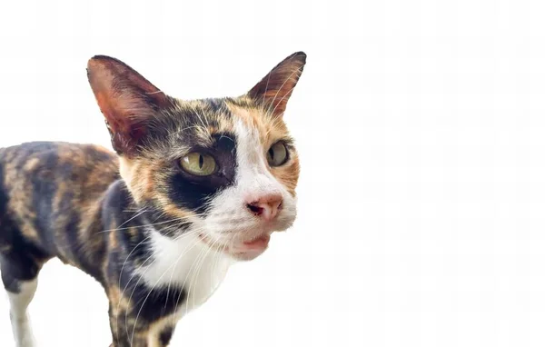 Ett Fotografi Katt Med Vitt Ansikte Och Svart Och Orange — Stockfoto