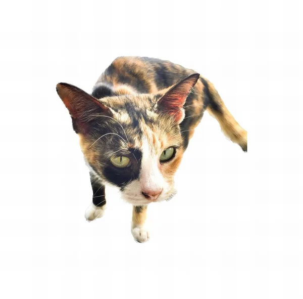 การถ ายภาพของแมวมองข นไปท แมวท มองข นไปท — ภาพถ่ายสต็อก