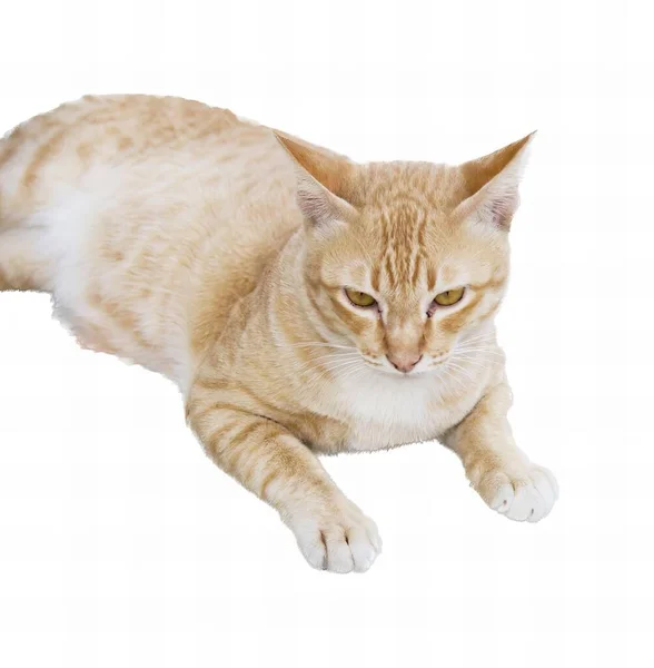 ภาพของแมวนอนลงบนผ ขาวม แมวต วหน งนอนอย บนพ — ภาพถ่ายสต็อก