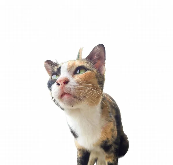 การถ ายภาพของแมวท นหล ขาวมองข แมวท งมองหาบางส งบางอย — ภาพถ่ายสต็อก