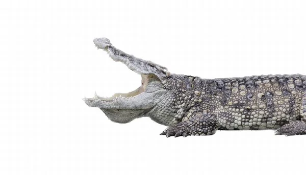 Uma Fotografia Crocodilo Com Boca Aberta Dentes Bem Abertos Crocodilo — Fotografia de Stock