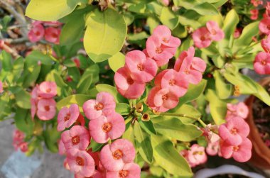 Saksıda pembe çiçekli bir bitkinin fotoğrafı var, bir saksının içinde büyüyen pembe çiçekli bir bitki var..