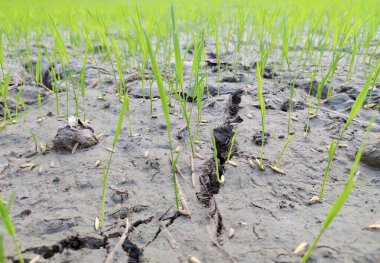 a photography of a field of grass with a dead tree in the middle, there are some grass growing in the dirt in the field.