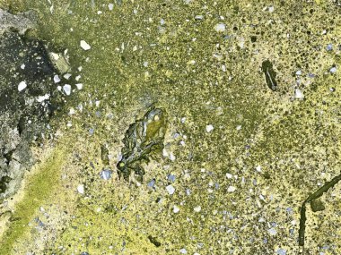 Bir kuşun fotoğrafı yerde, yosunlu suda ve yerde kayalarla oturuyordu..