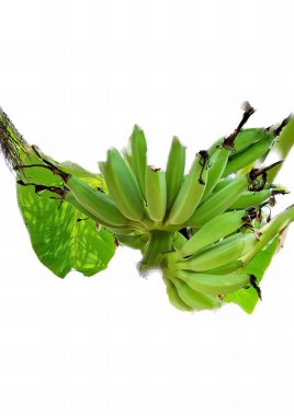 a photography of a bunch of green bananas on a tree, there is a bunch of bananas on a tree branch with leaves.