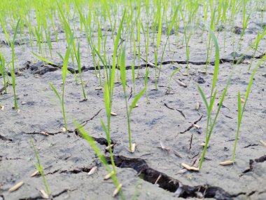 Toprakta çatlaklar olan bir çimen tarlasının fotoğrafı. Toprakta büyüyen yeşil çimenler var..