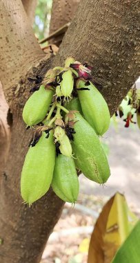 Ağaçtan sarkan bir demet yeşil meyvenin fotoğrafı. Ağaçtan sarkan bir sürü yeşil meyve var..