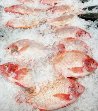 Buzun üzerinde oturan bir grup balığın fotoğrafı. Kasedeki buzun üzerinde bir sürü balık var..