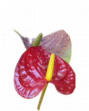 Sarı saplı kırmızı bir çiçeğin fotoğrafı. Beyaz arkaplanda sarı saplı kırmızı bir çiçek var..