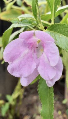 a photography of a pink flower with green leaves in the background, there is a pink flower that is growing in the dirt.